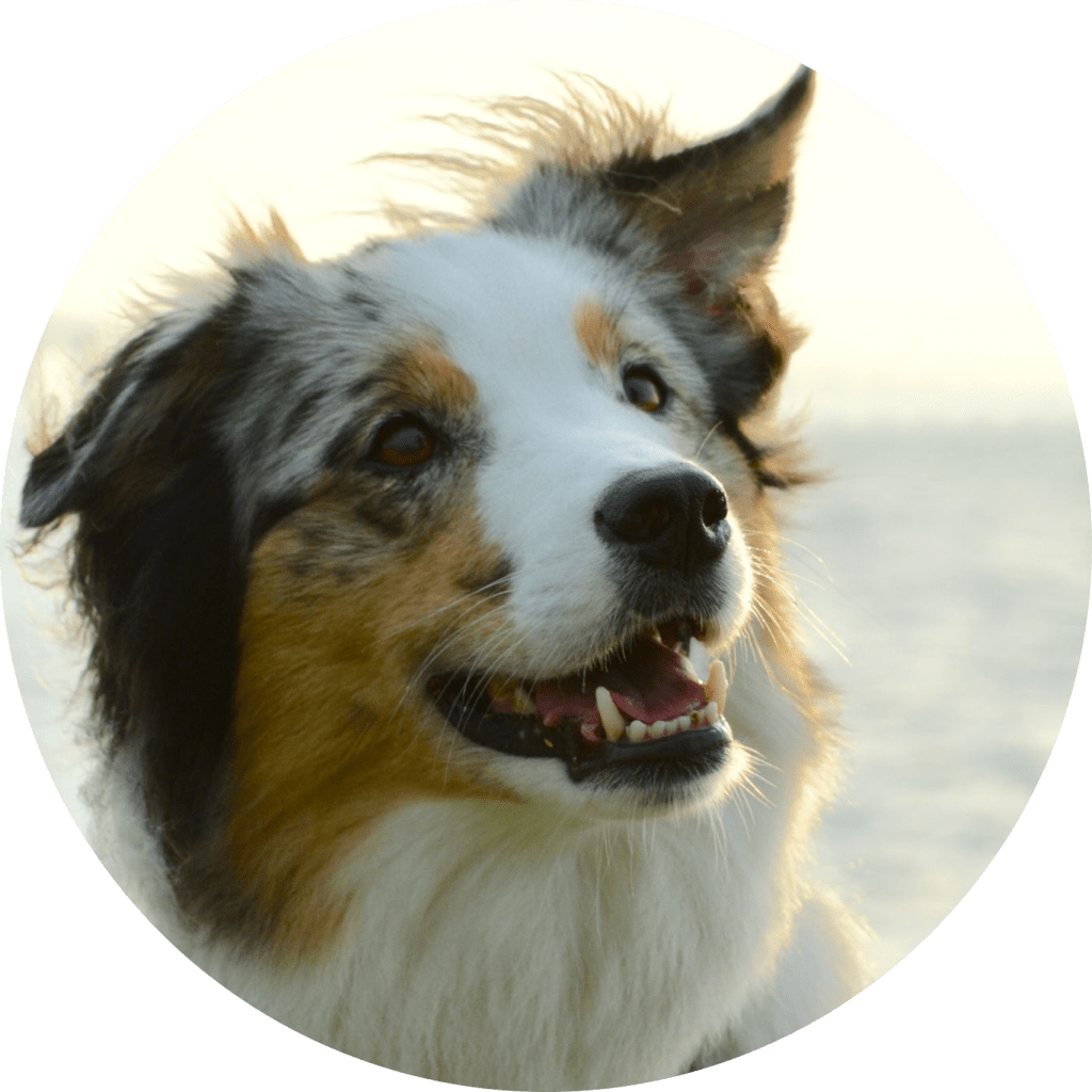 Tiertherapeutin Andrea Sauerländer ist erfahrene Hundeosteopathin