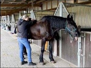 Pferdetherapie in deinem Stall in NRW