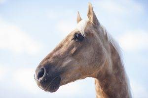 Andrea Sauerländer therapiert Pferde mit Atemwegsproblemen und Allergien