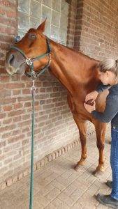 Erfahrene Tierphysiotherapeutin Andrea Sauerländer am Quarter Horse